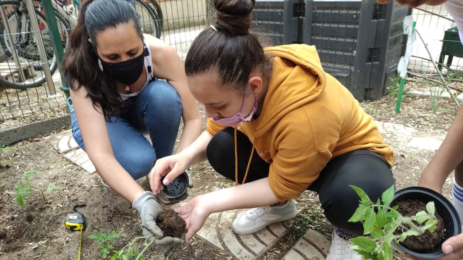 Los alumnos de quinto han trasplantado al huerto los tomates y los pepinos que sembraron en el invernadero. Además, los alumnos de sexto han plantado también tomates y calabacines.